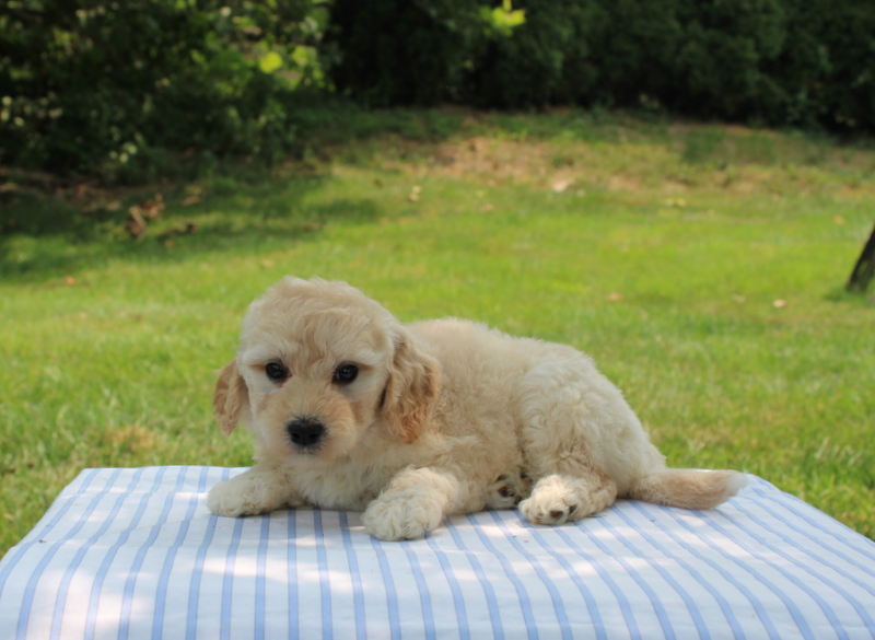 puppy, for, sale, Mini Goldendoodle F1B, Matthew B. Stoltzfus, dog, breeder, Gap, PA, dog-breeder, puppy-for-sale, forsale, nearby, find, puppyfind, locator, puppylocator, aca